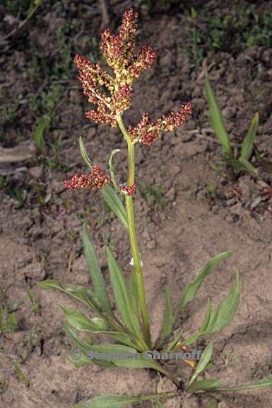 rumex paucifolius 2 graphic